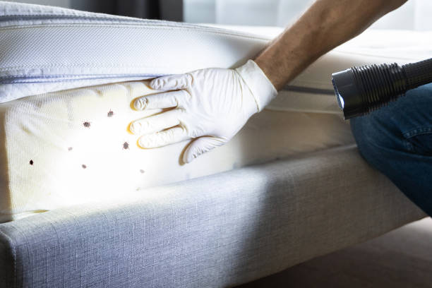 Best Emergency Pest Control  in Assumption, IL