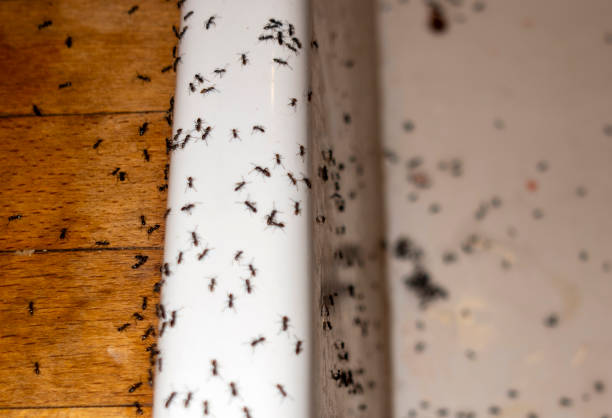 Pest Control Cost in Assumption, IL