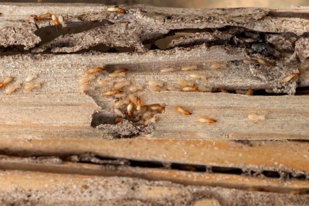Best Termite Control Services  in Assumption, IL