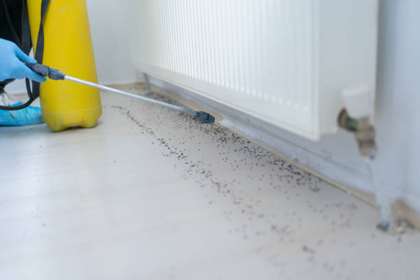 Best Pest Prevention Services  in Assumption, IL