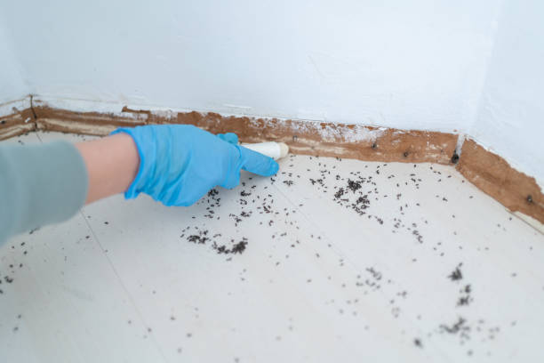 Pest Prevention Services in Assumption, IL